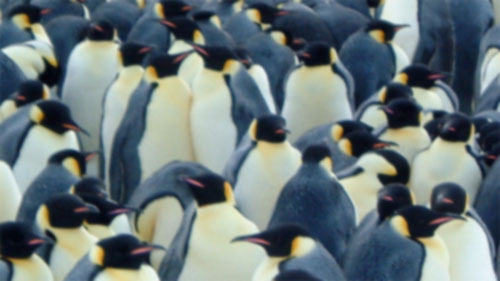 Penguins signify Linux